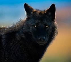 Yellowstone Wolves Face a New Threat in 2024: Protecting the Iconic Predators